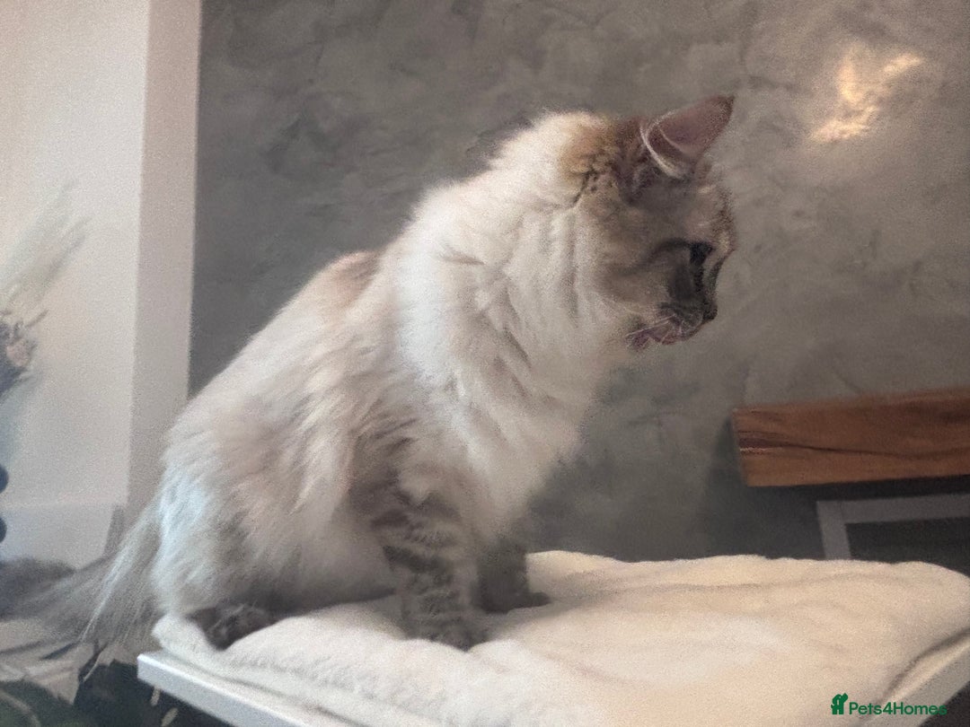 Ragdoll cats for sale: Gorgeous pedigree Ragdoll kittens  - Image 15