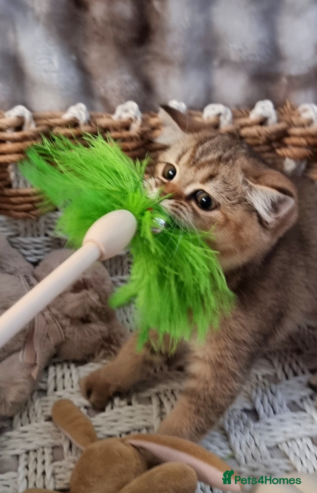 British Shorthair cats for sale: GOLDEN & COLOURPOINT BSH KITTENS, READY TO GO! - Image 7