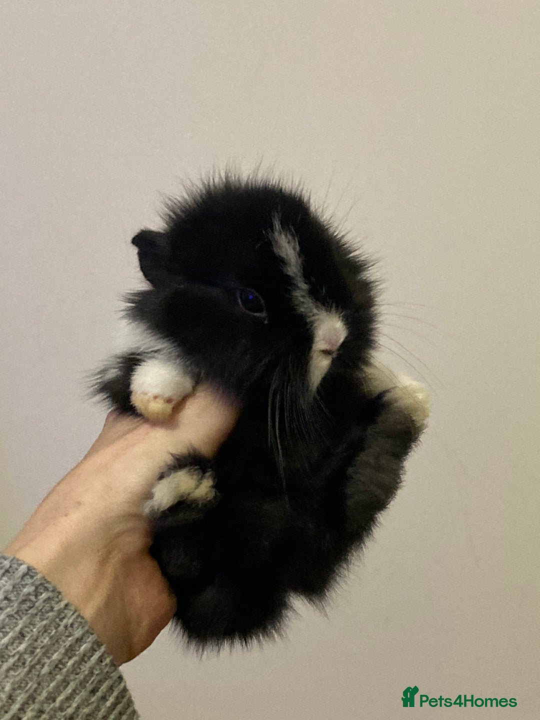 Mini Lion Lop rabbits for sale:  beautiful babies ready on the 18 October  - Image 6