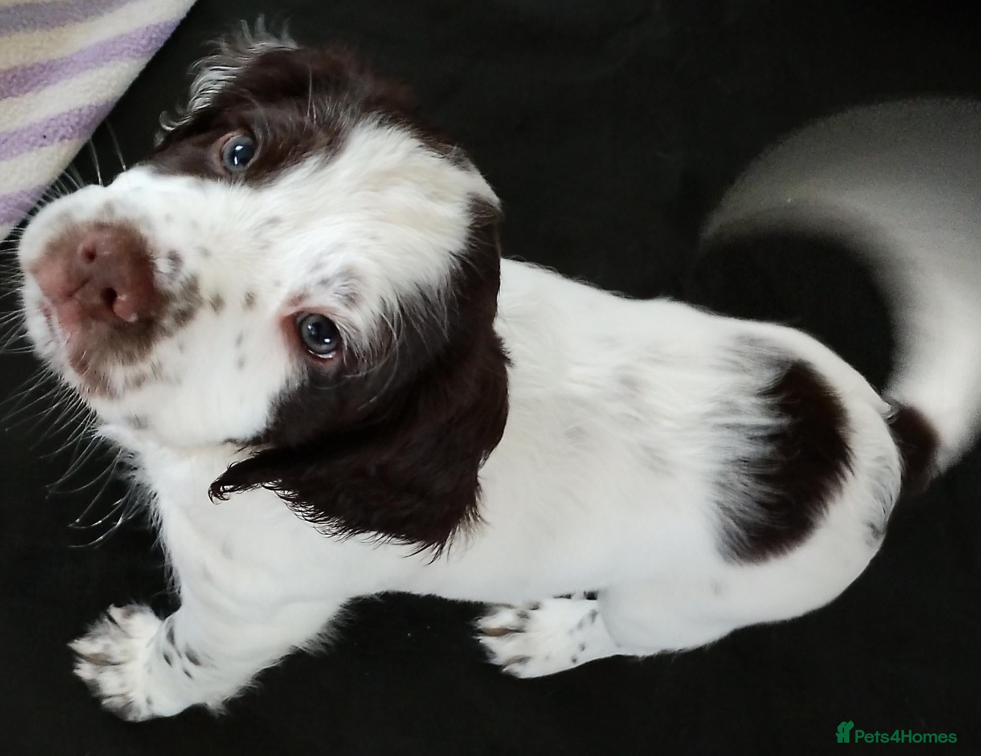 Sprocker dogs for sale: Gorgeous Sprocker Boy ❤️ - Advert 1