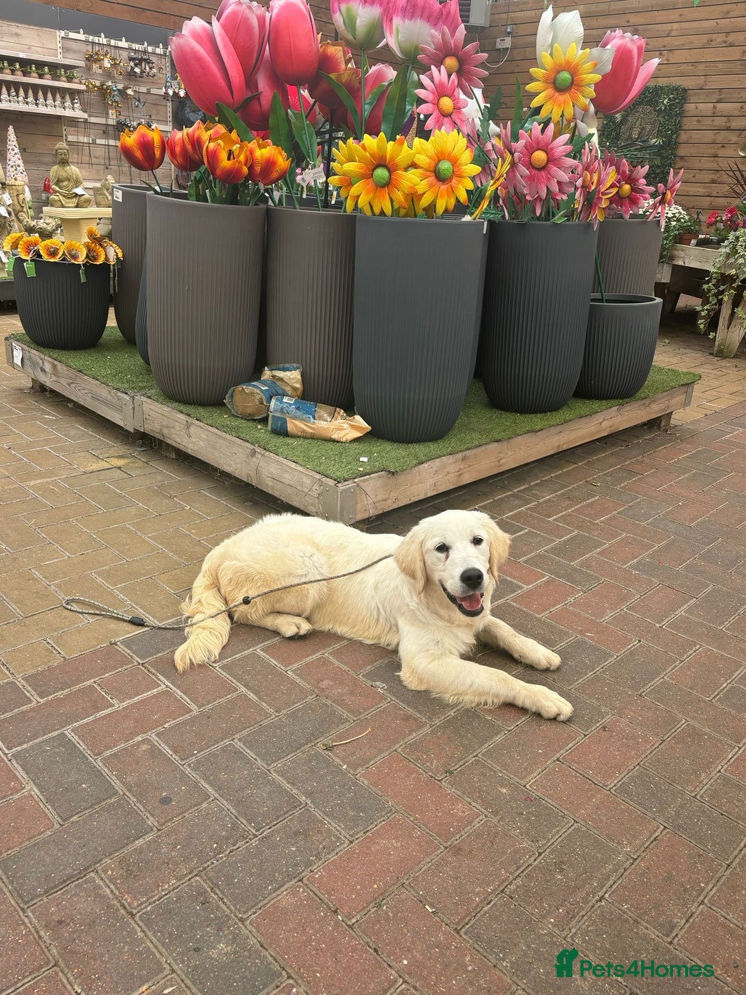 Golden Retriever dogs for sale: Advanced trained golden retriever  - Image 6