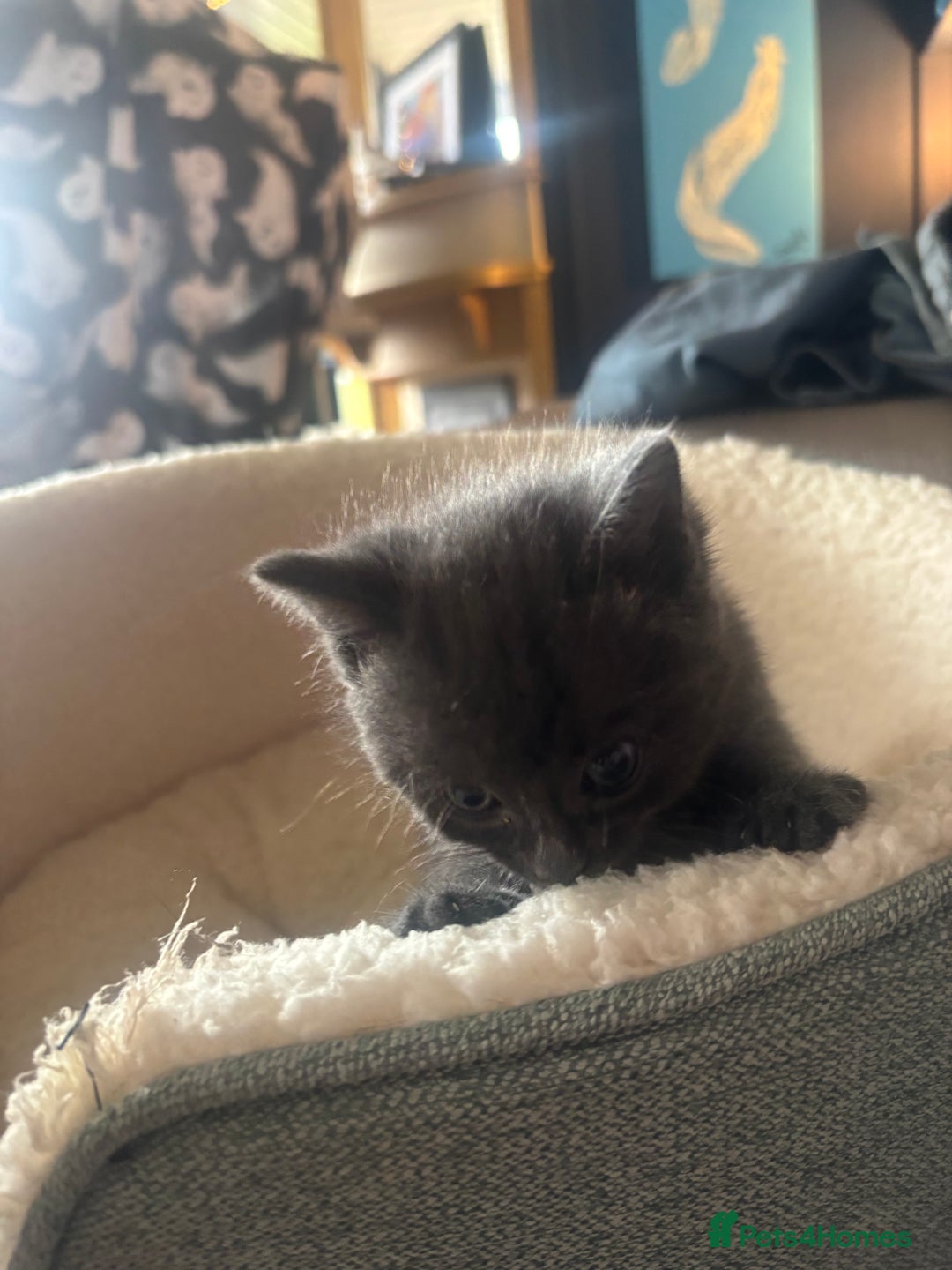 Ragdoll cats for sale: Beautiful ragdoll x silver tabby kittens  - Image 8