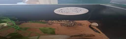 Leopard Gecko reptiles for sale: Leopard Gecko with vivarium - Advert 4