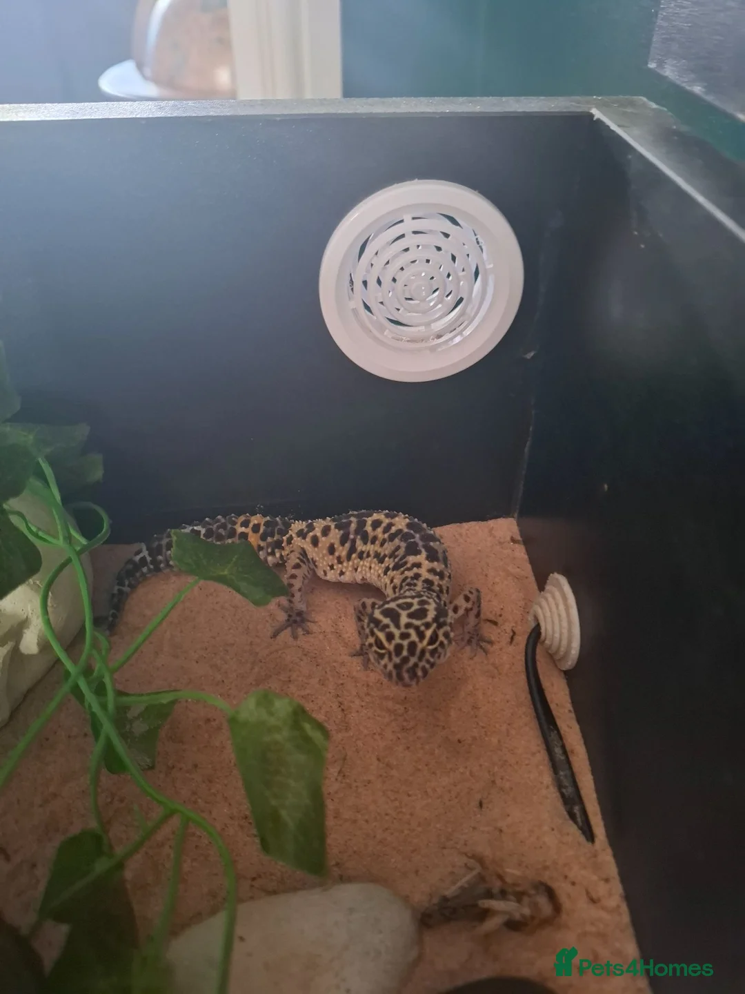 Leopard Gecko reptiles for sale: Leopard Gecko with vivarium - Advert 4