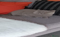 British Shorthair cats for sale: British  blue shorthair  kittens  - Image 4