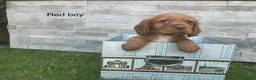 Cocker Spaniel dogs for sale: Fox red working cocker spaniels in Ingatestone - Advert 4