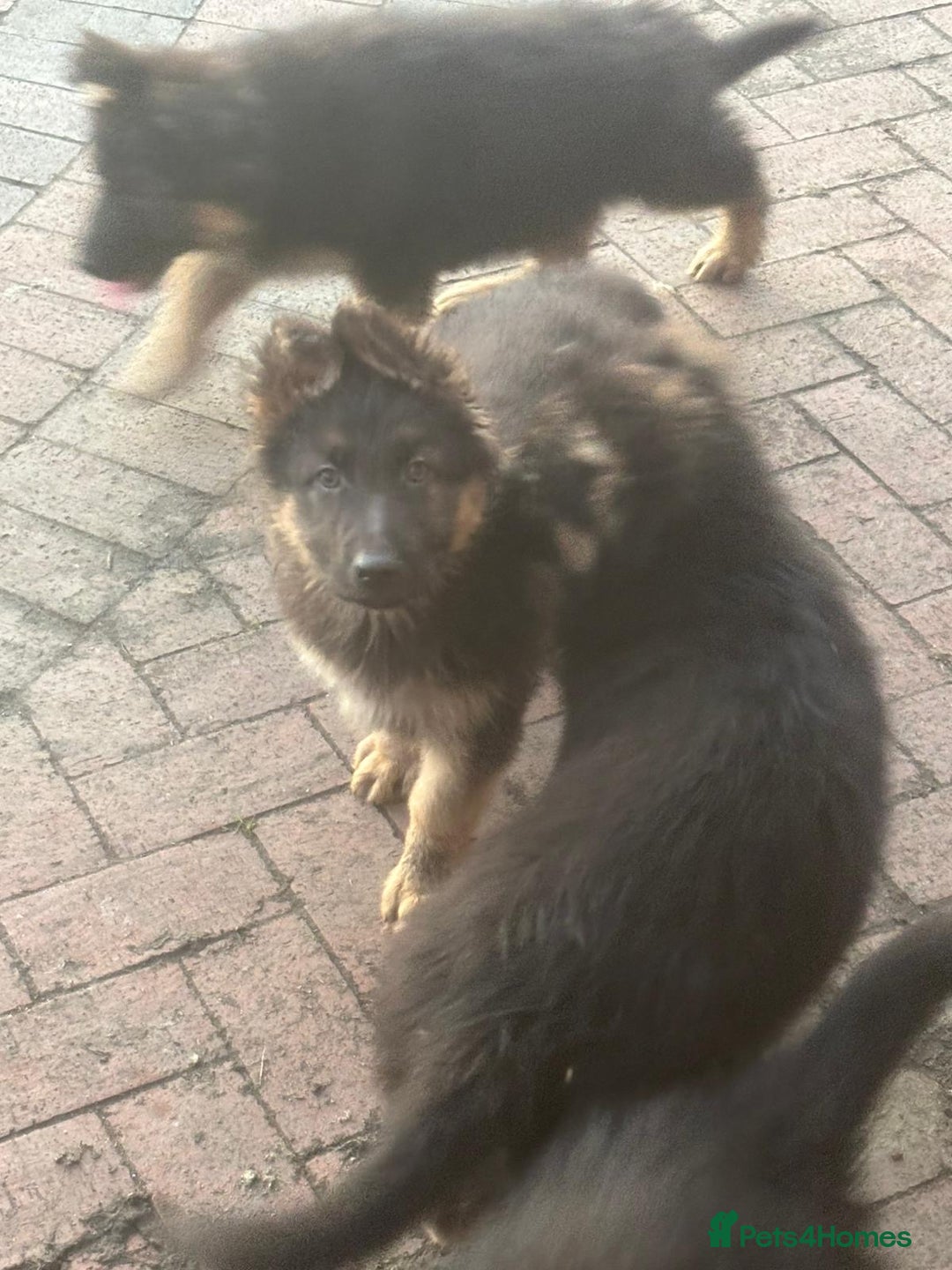 German Shepherd dogs for sale: Kc registered German Shepard pups - Advert 7