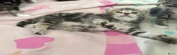 Mixed Breed cats for sale: Adorable Bengal x Shorthair Kittens - Advert 32
