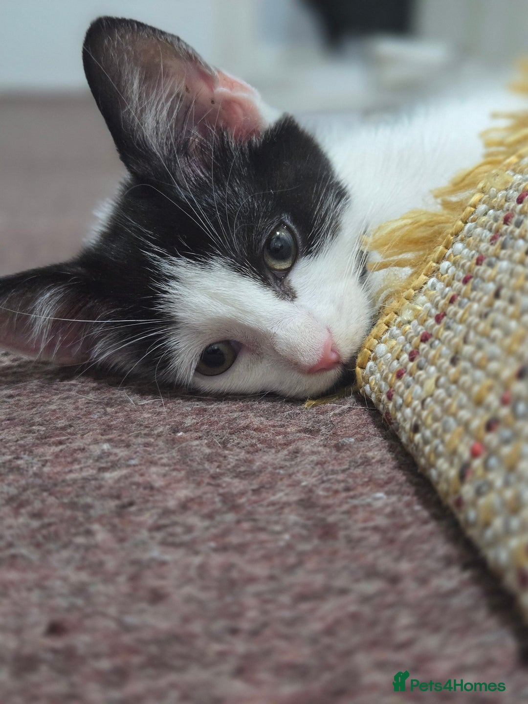 Mixed Breed cats for sale: 2 Kitties for the price of 1! With ****** tower! - Image 8