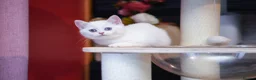 Scottish Fold cats for sale: Scottish fold and straight girls - Advert 5
