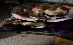 Cocker Spaniel dogs for sale: 🩷Stunning chocolate sable roan show type cocker🩷 - Advert 2