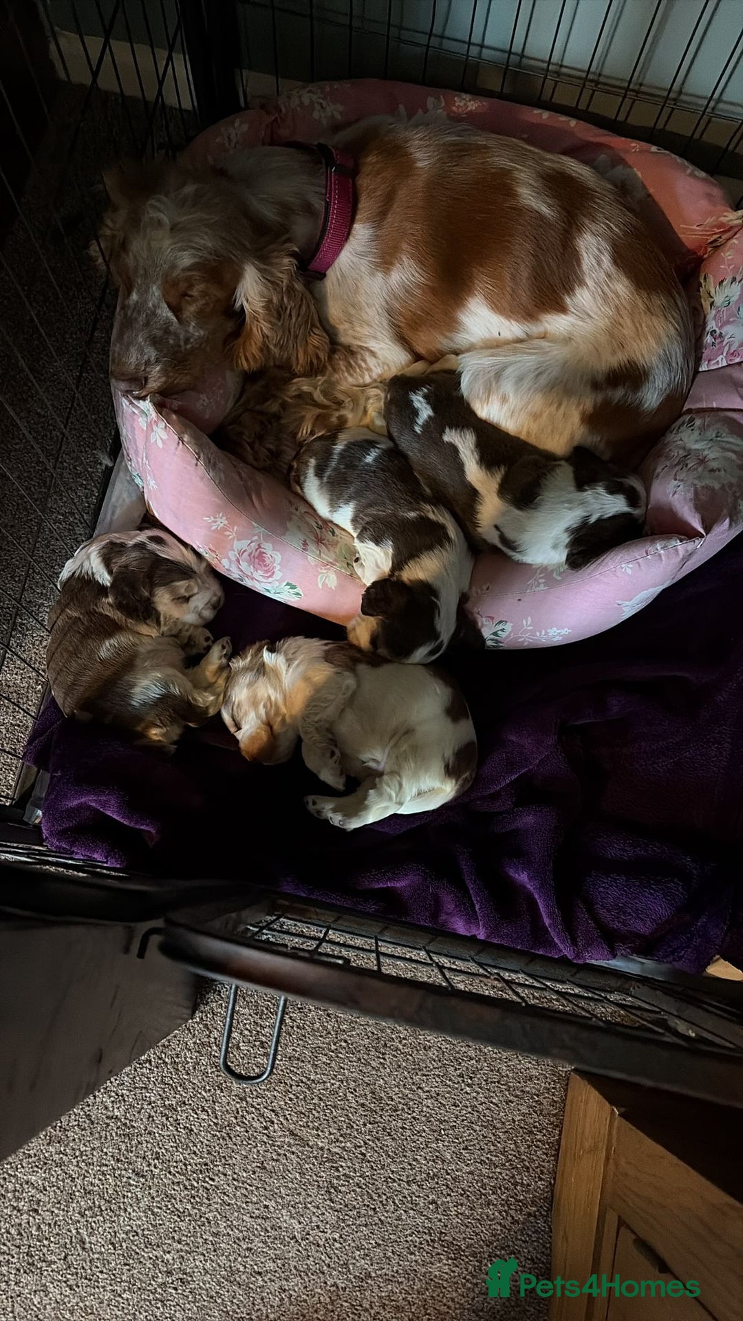 Cocker Spaniel dogs for sale: 🩷Stunning chocolate sable roan show type cocker🩷 - Advert 2