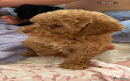 Cockapoo dogs for sale: F1bb petite cockerpoos  - Image 7