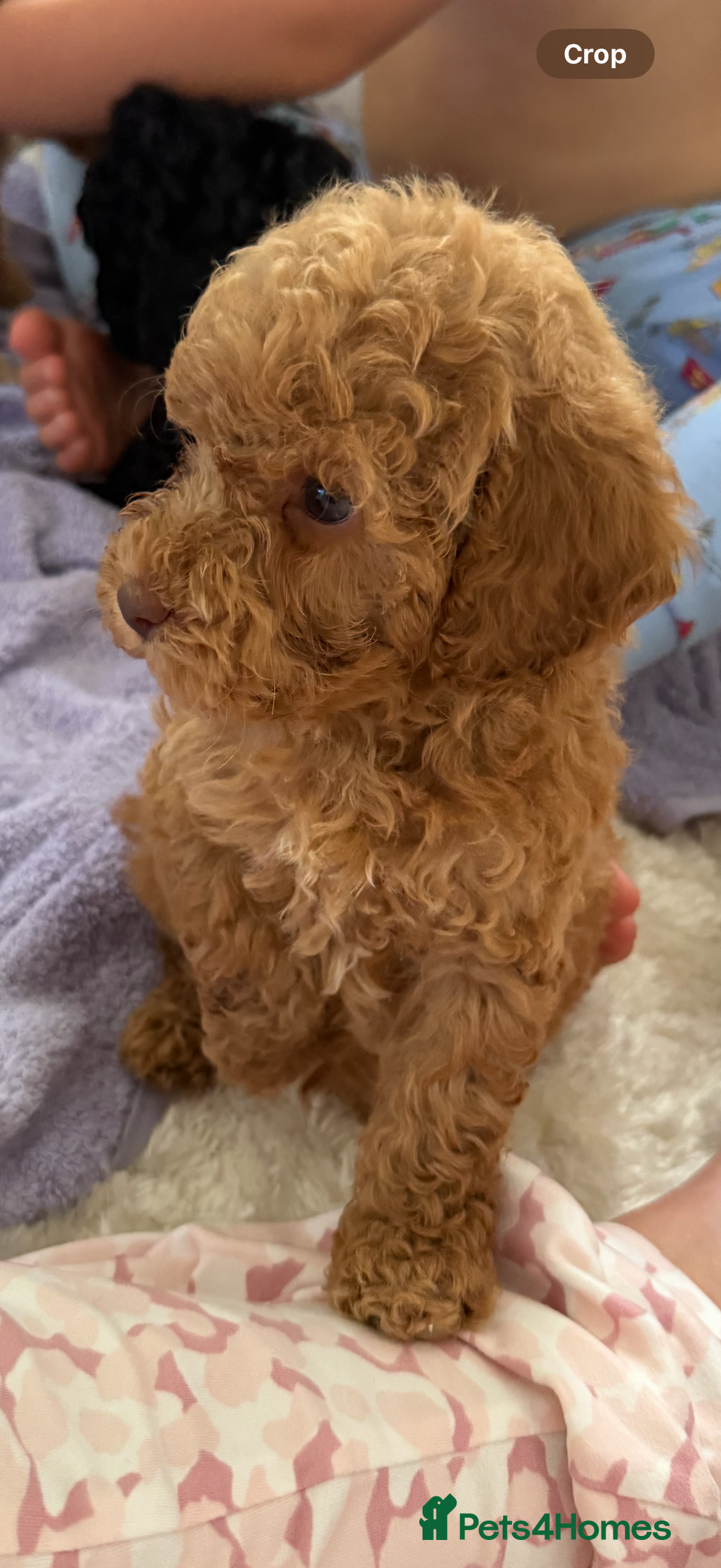 Cockapoo dogs for sale: F1bb petite cockerpoos  - Image 7