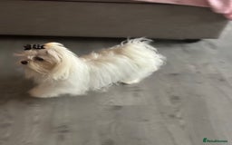 Maltipoo dogs for sale: Beautiful little maltipoo  - Image 3