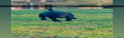 Patterdale Terrier dogs for sale: PURE Patterdale Terrier  in Burnley - Advert 8