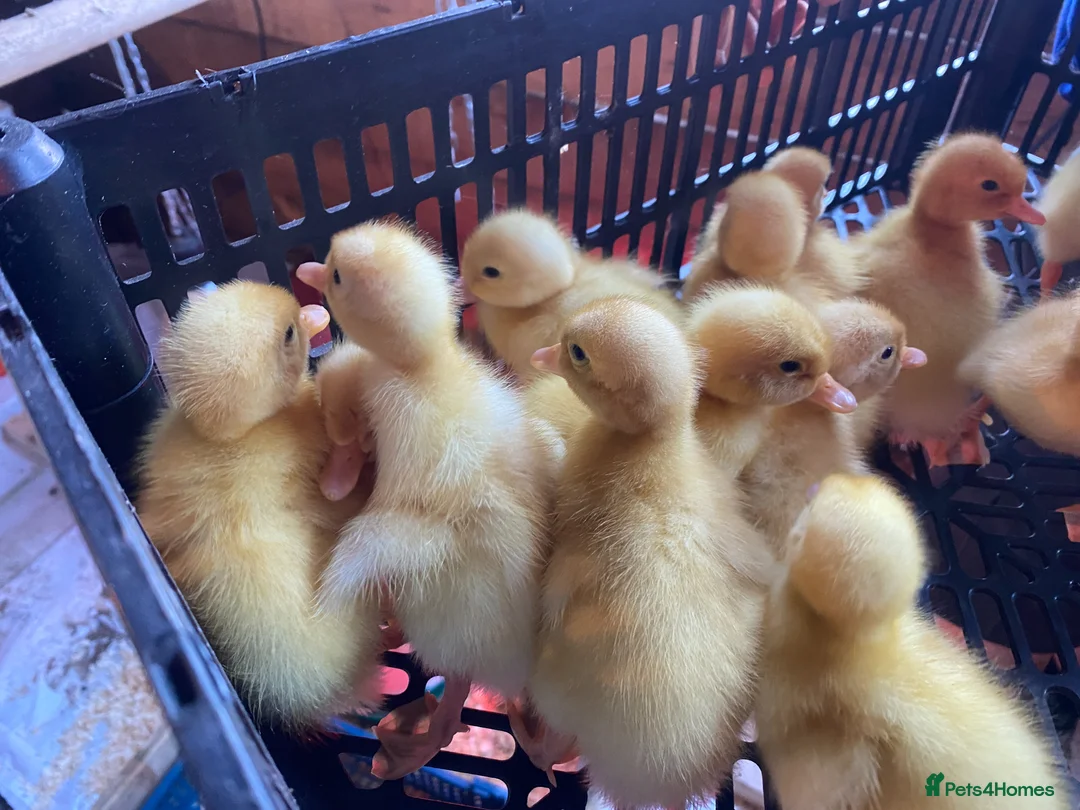 Ducks poultry for sale: Cherry Valley Pekin Ducklings - Advert 2