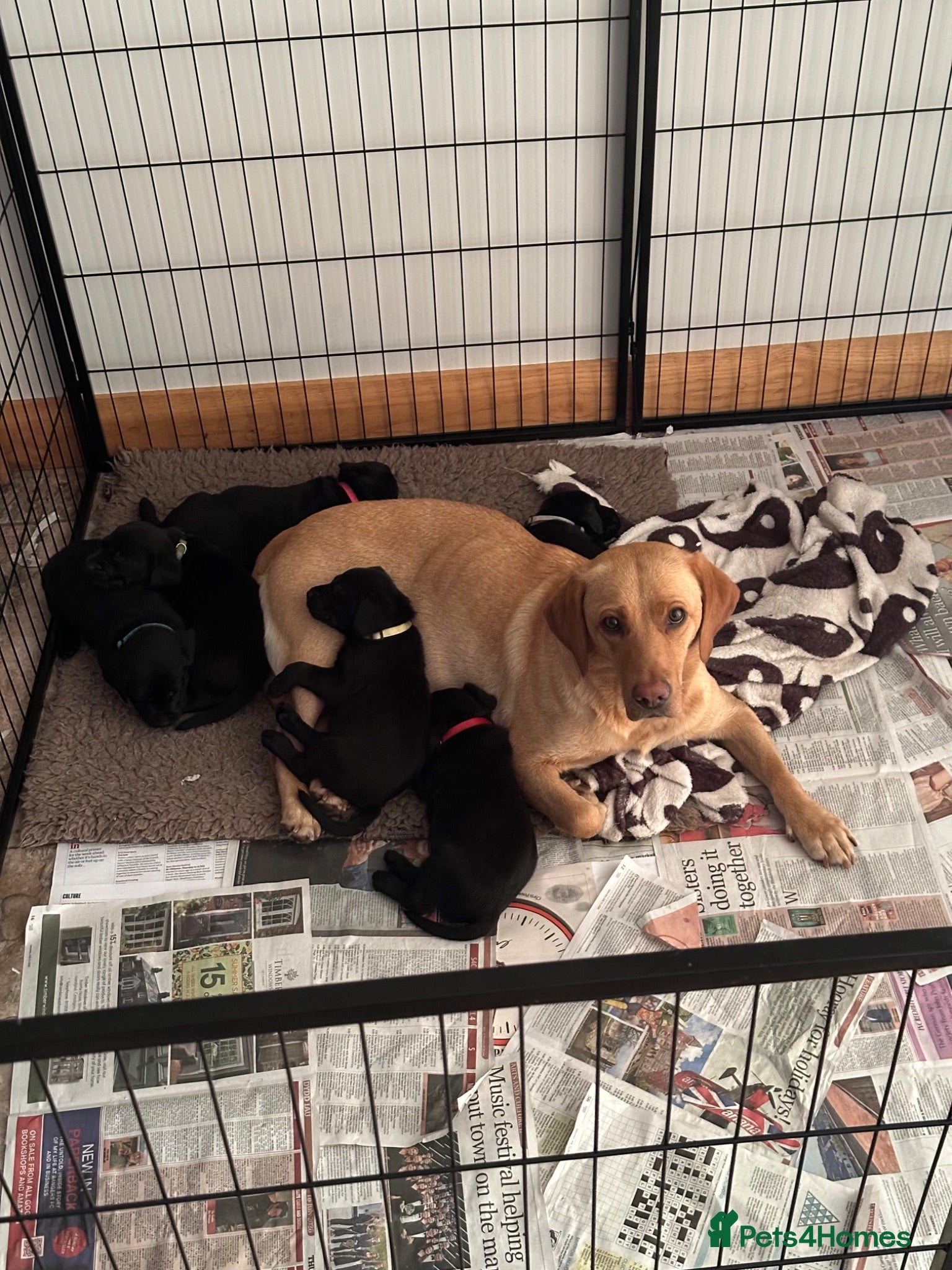 Labrador Retriever dogs Black KC working Labrador puppies - Advert 9