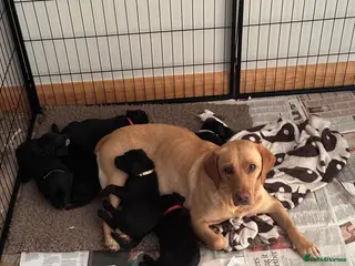 Labrador Retriever dogs Black KC working Labrador puppies - Advert 6