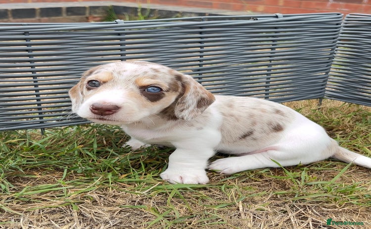 Miniature Dachshund dogs - Advert 1