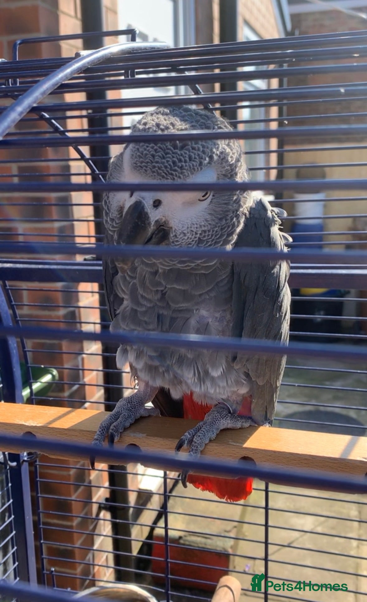 Parrots birds Female and Male African grey parrots for sale  - Advert 2