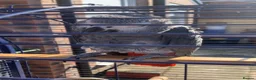 Parrots birds for sale: Female and Male African grey parrots for sale  in Wakefield - Advert 2