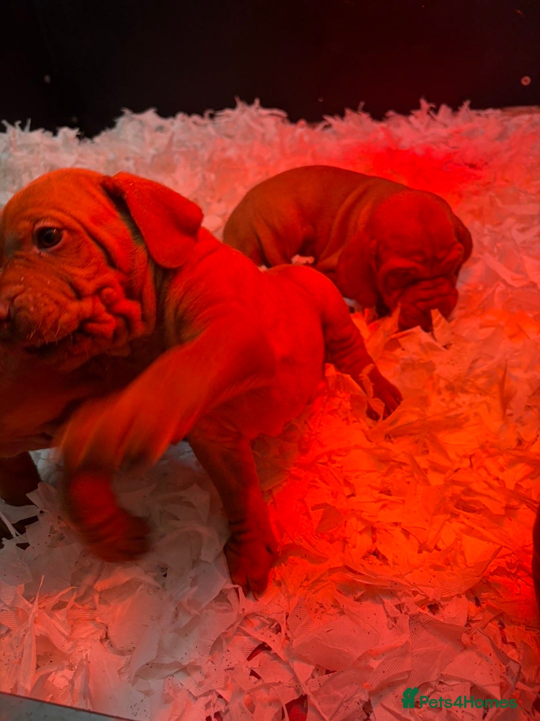 Hungarian Vizsla dogs for sale: Smooth Hungarian Vizslas  - Advert 6