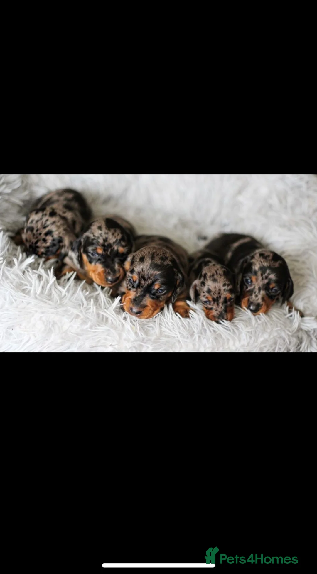 Miniature Dachshund dogs for stud: Miniature Dachshund Stud Kc registered & Pra clear in Stowmarket - Advert 28