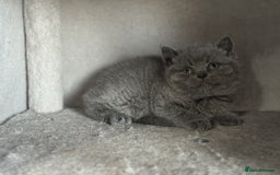 British Shorthair cats for sale: ✨ GCCF/TICA Stunning BSH Kittens – Blue&Bicolour ✨ - Image 16