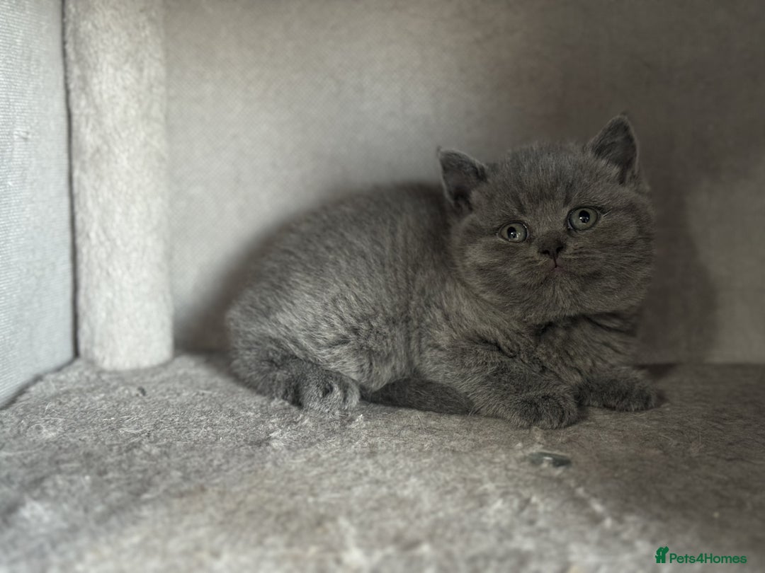 British Shorthair cats for sale: ✨ GCCF/TICA Stunning BSH Kittens – Blue&Bicolour ✨ - Image 16