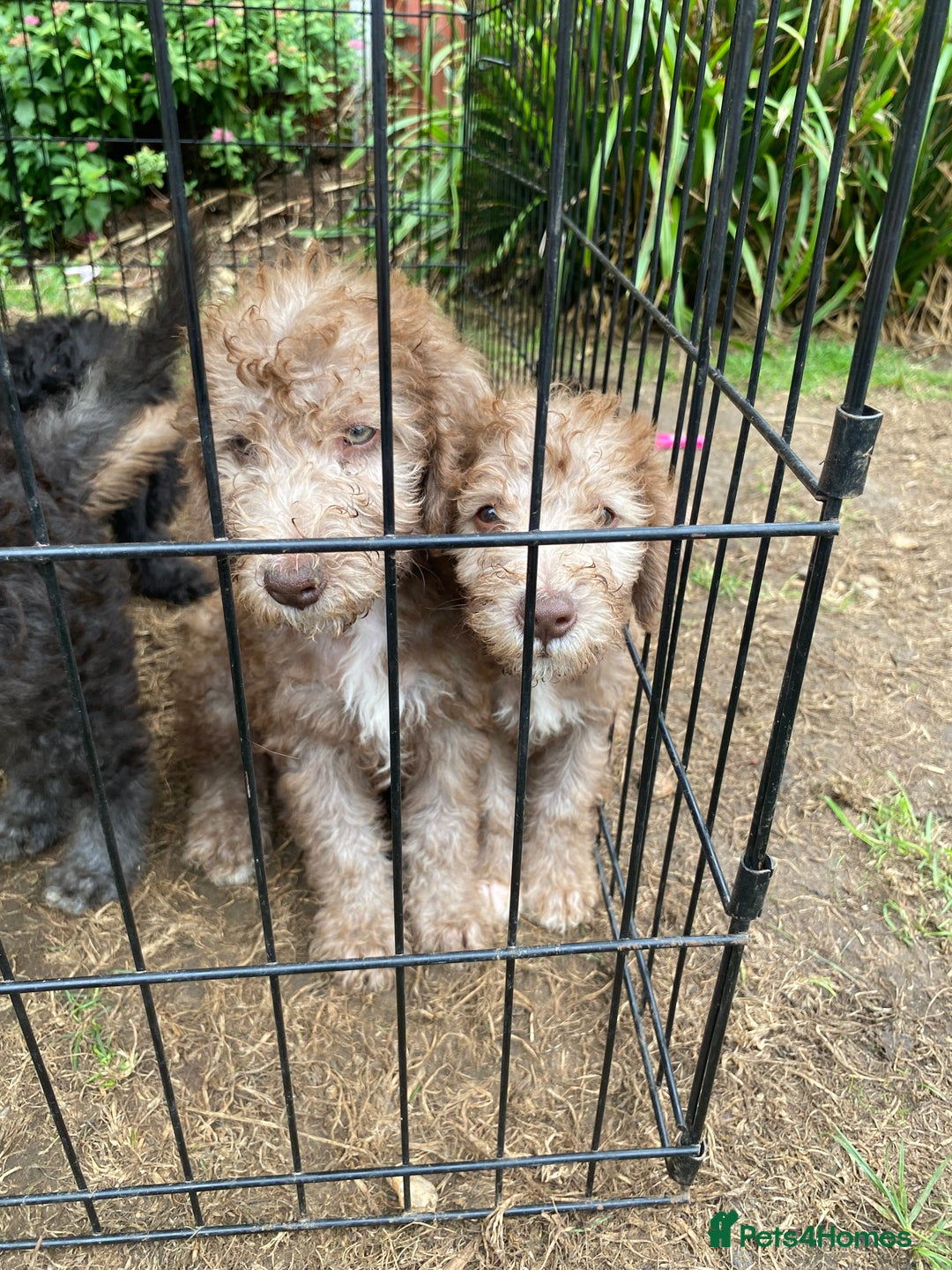 Bedlington Terrier dogs for sale: Bedlington Terrier puppies for sale in Hertford - Image 26