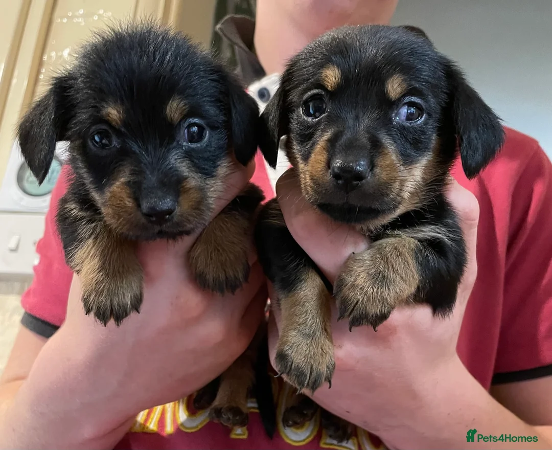 Norfolk Terrier dogs for stud: 3/4 Norfolk x 1/4 Jack Russell proven stud in Burton-on-Trent - Advert 19