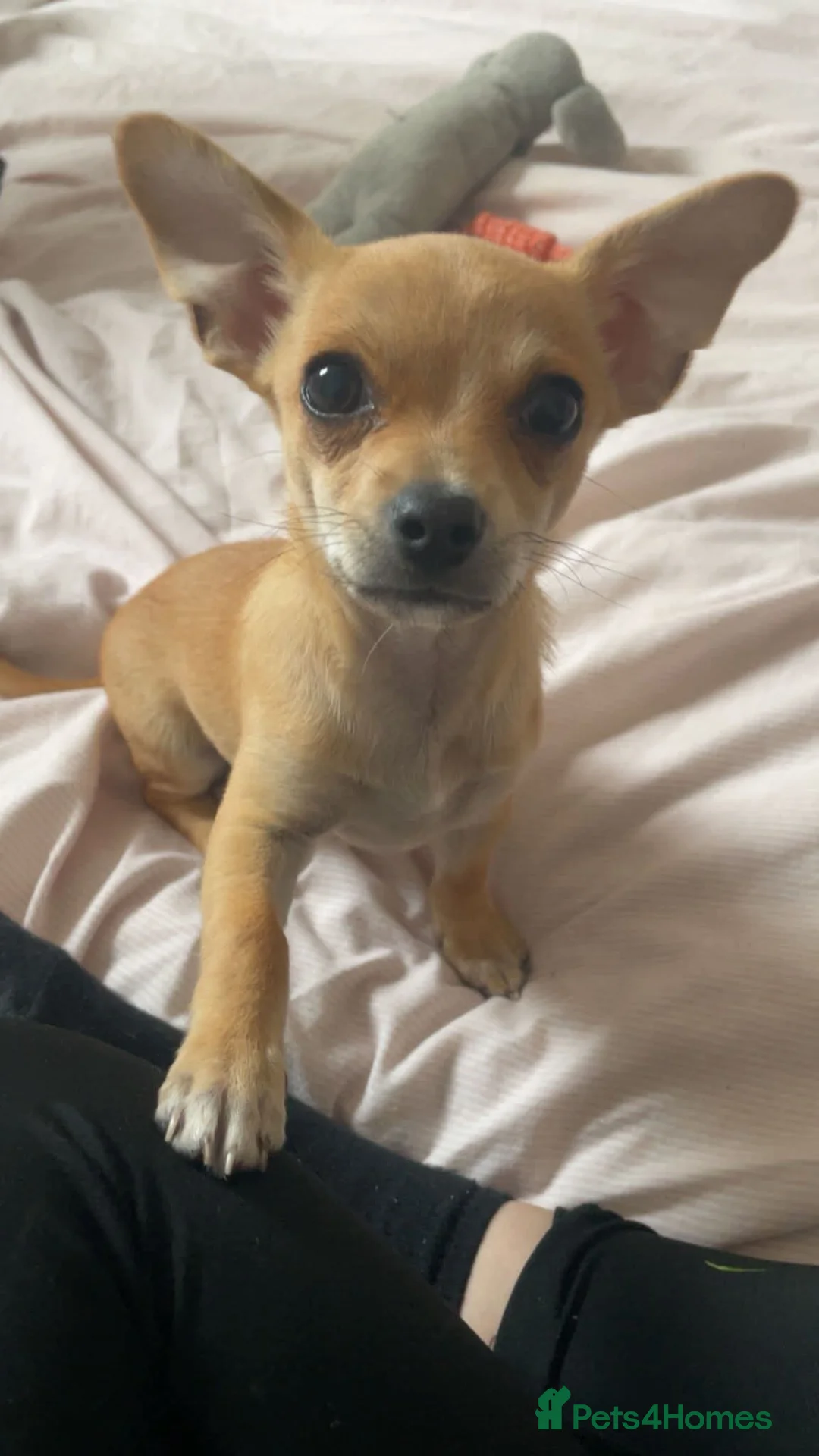 Chihuahua dogs for sale: 4 month old chihuahua   - Advert 1