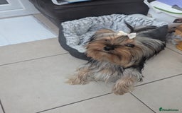 Yorkshire Terrier dogs for sale: Female Yorkshire terrier  - Image 2