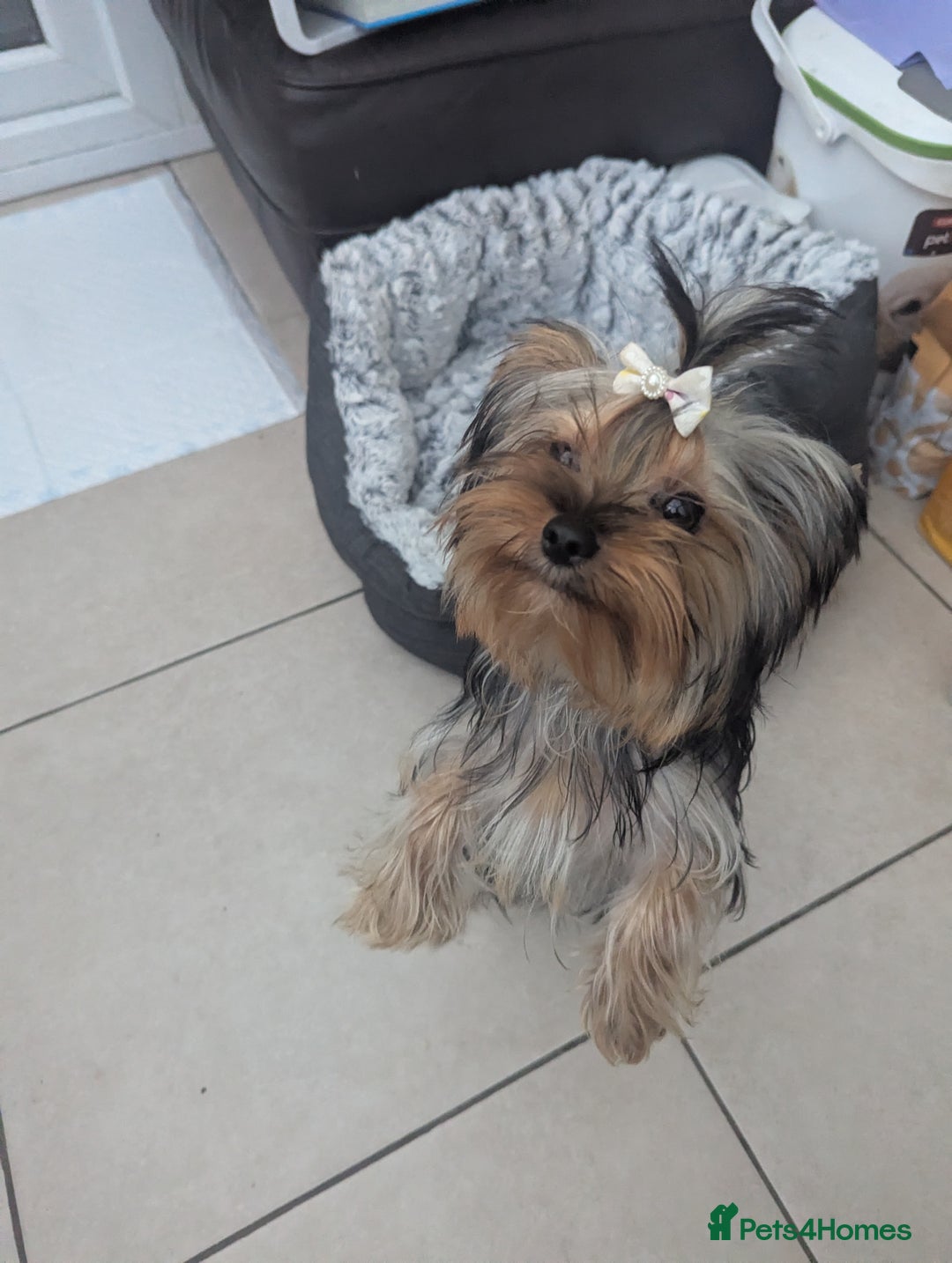 Yorkshire Terrier dogs for sale: Female Yorkshire terrier  - Image 2