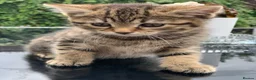 Toyger cats for sale: Tabby kittens  - Advert 7