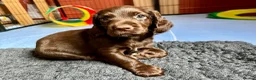 Cocker Spaniel dogs for sale: Liver Working Cocker Spaniel Dog Puppy Available in Dorchester - Advert 1