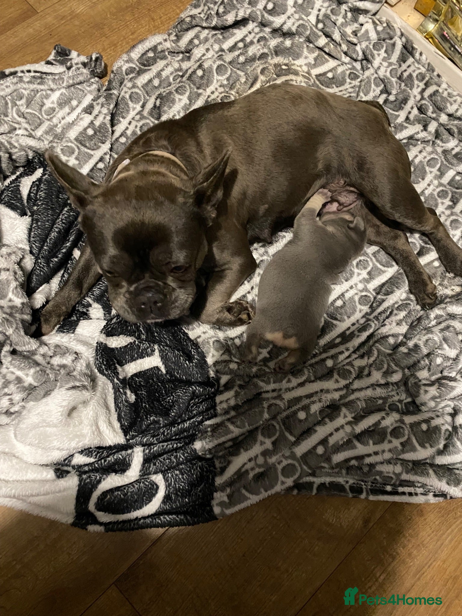 French Bulldog dogs A tank female frenchie  - Advert 2
