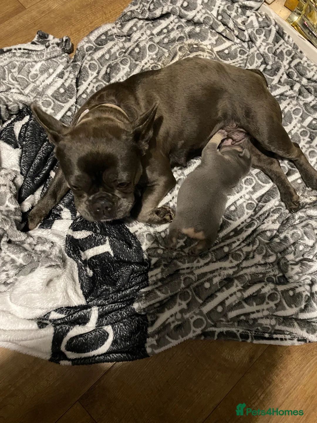 French Bulldog dogs for sale: A tank female frenchie  in Nottingham - Advert 1
