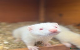 Ferret rodents for sale: Albino male Ferrets - Image 1