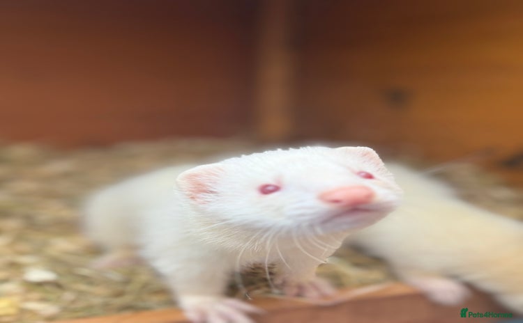 Ferret rodents - Advert 3
