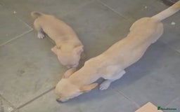 Chiweenie dogs for sale: Chiweenie - Image 2