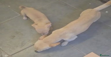 Chiweenie dogs - Advert 12
