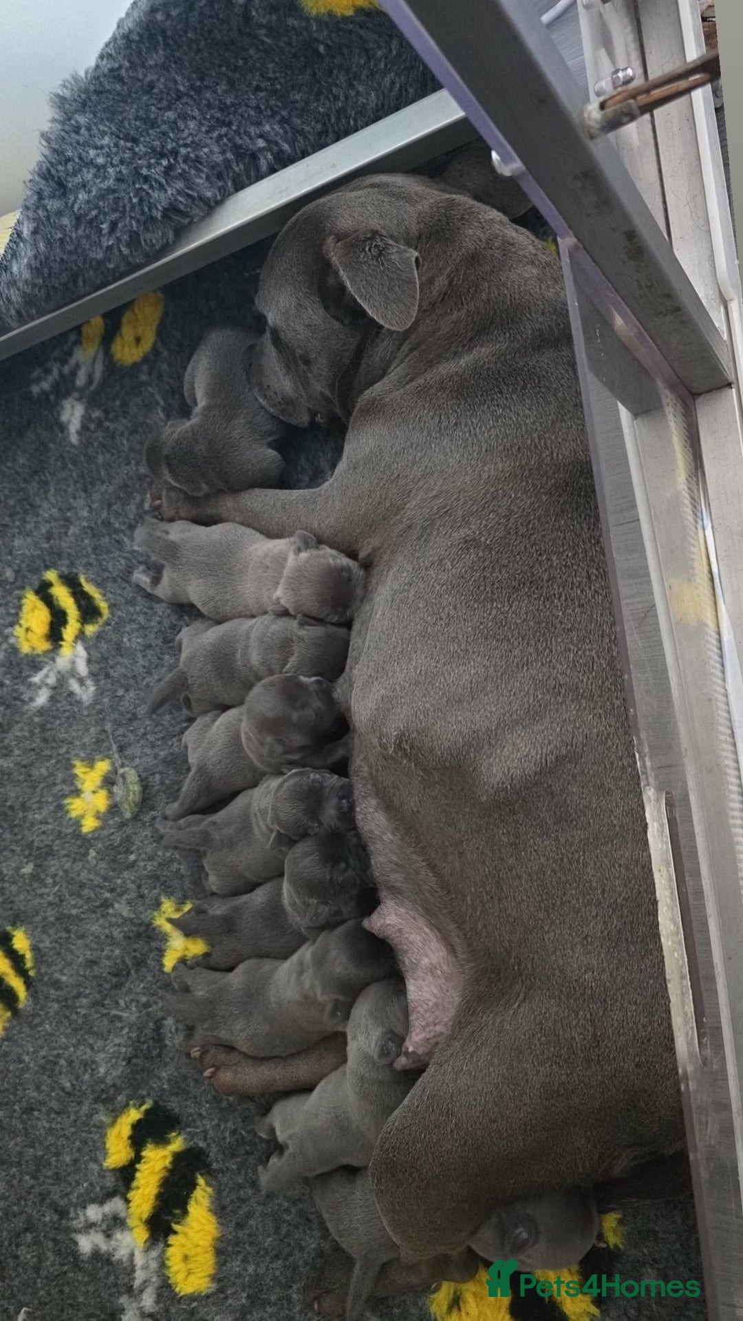 Staffordshire Bull Terrier dogs for sale: Kc Blue staffordshire bull terrier  - Image 2