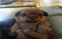 Mixed Breed dogs for sale: Mini poodle cross Frow frow’s - Image 3