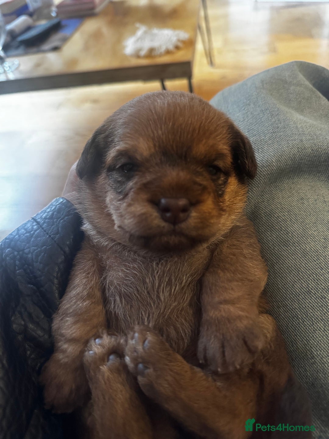 Mixed Breed dogs for sale: Mini poodle cross Frow frow’s - Image 3