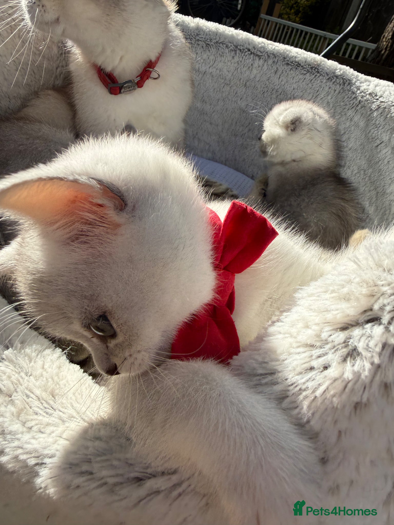 Scottish Fold cats for sale: Scottish Stright  - Advert 4