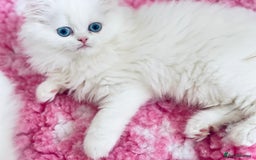 Persian cats for sale: Pure White Persian Girls BLUE EYES & full hearing - Image 23