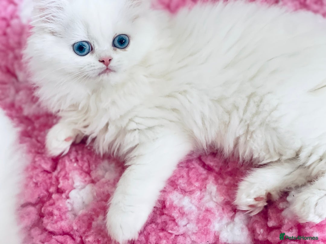Persian cats for sale: Pure White Persian Girls BLUE EYES & full hearing - Image 23