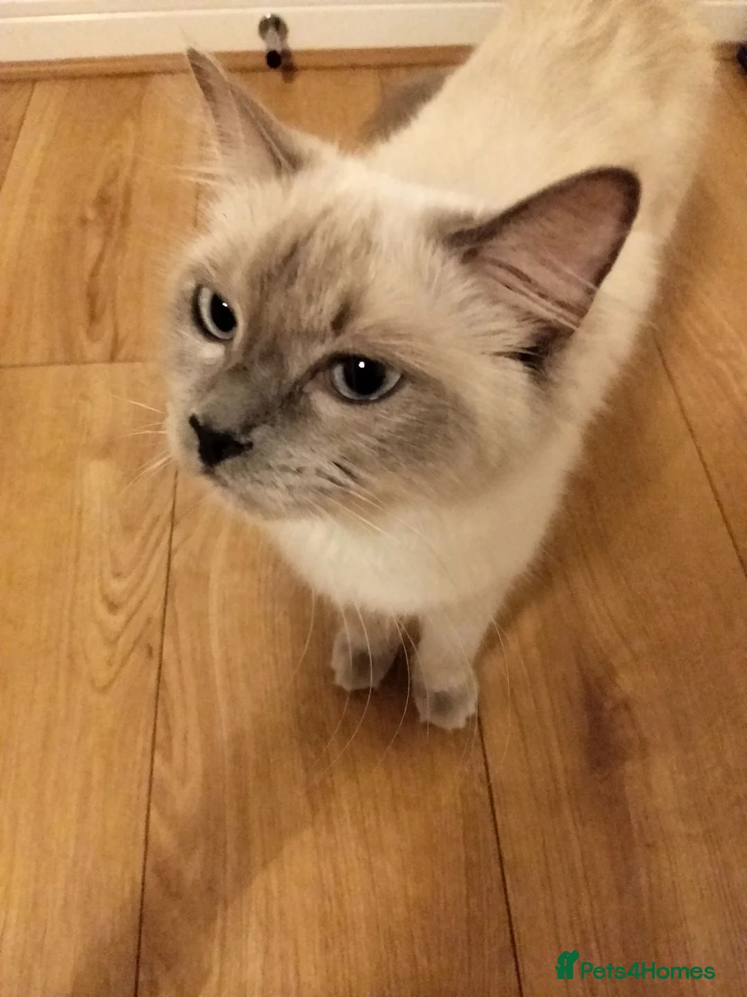 Ragdoll cats for sale: Ragdoll  in Liverpool - Advert 1
